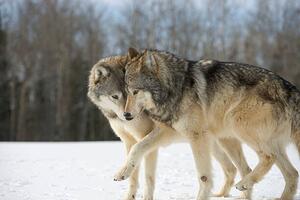Umelecká fotografie Wolves (Canis lupus) nuzzling in snow, side view, John Giustina, (40 x 26.7 cm)