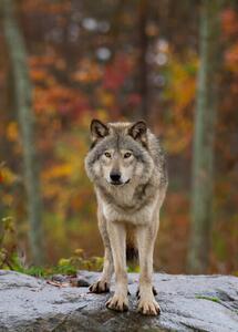 Umelecká fotografie Timber wolf standing on a, Jim Cumming, (30 x 40 cm)