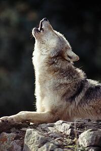 Fotografia Grey Wolf (Canis lupus) howling on rock, John Giustina, (26.7 x 40 cm)