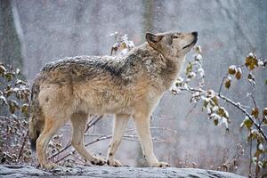Umelecká fotografie Easter gray wolf In winter, Copyright Michael Cummings, (40 x 26.7 cm)