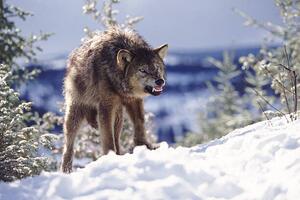 Umelecká fotografie Snarling Wolf, Terry W. Eggers, (40 x 26.7 cm)