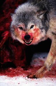 Umelecká fotografie Grey wolf (Canis lupus) snarling over fresh kill, John Giustina, (26.7 x 40 cm)