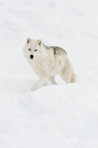 Umelecká fotografie Arctic wolf walking on snow in winter, Maxime Riendeau, (26.7 x 40 cm)