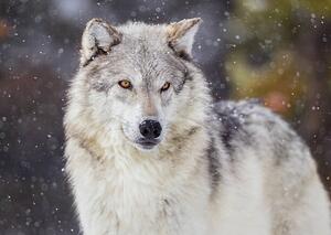 Umelecká fotografie Wolf in Winter Snow, KenCanning, (40 x 30 cm)
