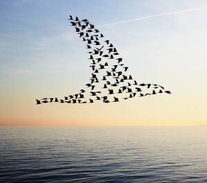 Ilustrácia Flock of birds in bird formation flying above sea, Tim Robberts, (40 x 35 cm)