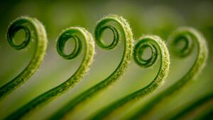 Umelecká fotografie Close-up of fern,Gujranwala,Punjab,Pakistan, Umair Zia / 500px, (40 x 22.5 cm)
