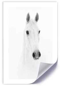 Plagát Sivý kôň Farba rámu: Prírodná, Veľkosť: 20 x 30 cm
