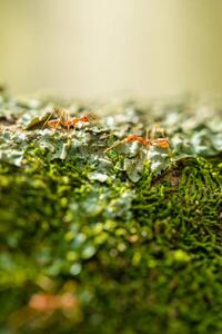 Umelecká fotografie Two weaver ants on a lichen, Jordan Lye, (26.7 x 40 cm)