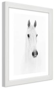Plagát Sivý kôň Farba rámu: Prírodná, Veľkosť: 20 x 30 cm