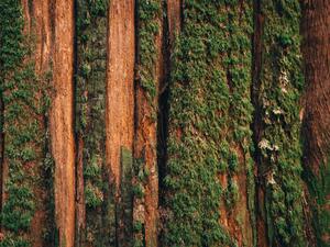 Fotografia Natural moss pattern on cedar tree, Alex Ratson