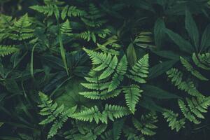 Fotografia Jungle leaves background, Jasmina007, (40 x 26.7 cm)