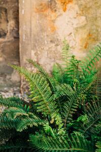 Umelecká fotografie Green fern leaves lush foliage., Olena Malik, (26.7 x 40 cm)