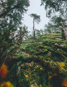 Fotografia Mysterious autumn forest, tree on a, Milamai