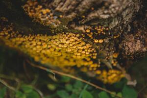 Fotografia Tiny mushroom fungus, Annie Otzen, (40 x 26.7 cm)