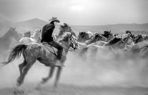 Umelecká fotografie Running Horses, Yabani atlar Mustafa, (40 x 26.7 cm)