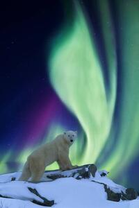 Umelecká fotografie Aurora borealis and polar bear, Patrick J. Endres, (26.7 x 40 cm)