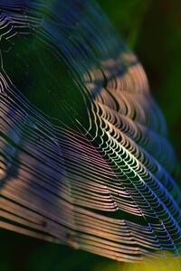 Umelecká fotografie Close-up of spider on web,France, Minh Hoang Cong / 500px, (26.7 x 40 cm)