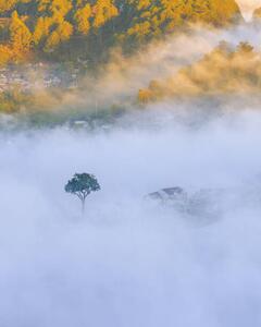 Fotografia lonely tree in the fog with, Khanh Bui