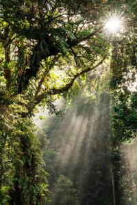 Fotografia Sunbeam in Tropical Rain forest in Danum Valley, Nora Carol Photography