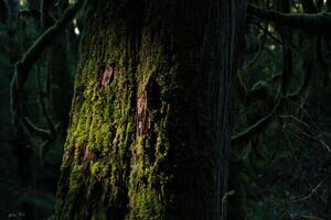Fotografia tree trunk with many attachment, (40 x 26.7 cm)