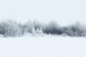 Fotografia Beautiful winter forest landscape, trees covered, Guasor