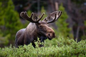 Umelecká fotografie A moose moose in the forest,Fort, Hawk Buckman / 500px, (40 x 26.7 cm)