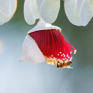 Fotografia Red and Yellow Eucalyptus Gum Blossom, Robbie Goodall