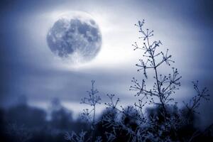 Fotografia Winter night mystical scenery. Full moon, Elena Kurkutova, (40 x 26.7 cm)