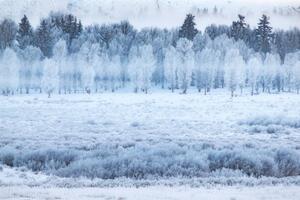 Umelecká fotografie Hoar frosted trees in Jackson, Wyoming,, David Clapp, (40 x 26.7 cm)