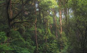 Umelecká fotografie Australian temperate rainforest jungle detail, Kristian Bell, (40 x 24.6 cm)