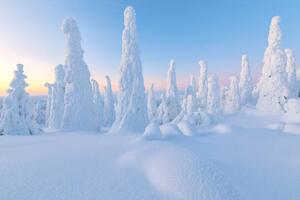 Fotografia Trees covered with snow at dawn,, Roberto Moiola / Sysaworld, (40 x 26.7 cm)