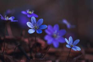 Umelecká fotografie Blue anemones on the forest floor, Baac3nes, (40 x 26.7 cm)
