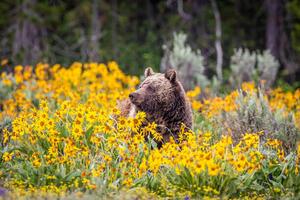 Umelecká fotografie Grizzly Bear in Spring Wildflowers, Troy Harrison, (40 x 26.7 cm)