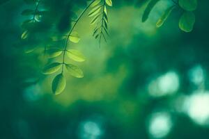 Umelecká fotografie Leaf Background, Jasmina007, (40 x 26.7 cm)