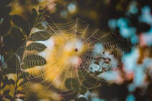 Umelecká fotografie Low angle view of spider on web, Cavan Images, (40 x 26.7 cm)