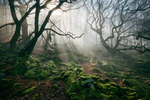 Umelecká fotografie Light hinging through trees/., James Mills, (40 x 26.7 cm)