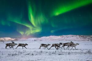 Umelecká fotografie Wild reindeer on the tundra on, Anton Petrus, (40 x 26.7 cm)