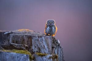 Fotografia Eurasian pygmy owl in beautiful sunset, Krzysztof Baranowski