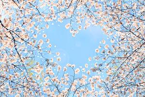 Umelecká fotografie Cherry blossom, YuriF, (40 x 26.7 cm)
