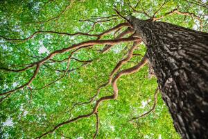 Umelecká fotografie New green leaf tree in nature forest, somnuk krobkum, (40 x 26.7 cm)