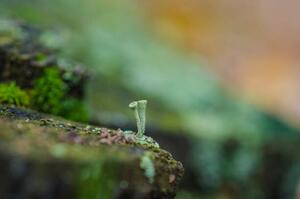 Umelecká fotografie moss forest litter macro, fantastic plants., jinjo0222988, (40 x 26.7 cm)