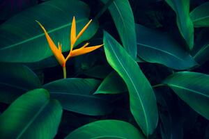 Fotografia tropical leaves colorful flower on dark, sarayut Thaneerat