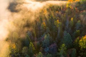 Umelecká fotografie Sunrise and morning mist in the forest, Baac3nes, (40 x 26.7 cm)