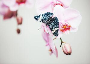 Umelecká fotografie Butterfly On Orchid, borchee, (40 x 30 cm)