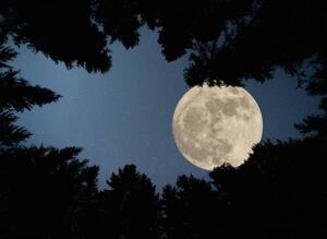 Umelecká fotografie Full super moon over forest, Jasmin Merdan, (40 x 30 cm)