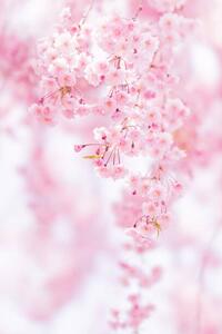 Umelecká fotografie Close-up of pink cherry blossom, Yuki Hanayama / 500px, (26.7 x 40 cm)