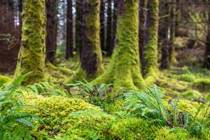 Fotografia Moss and ferns at old forest, Santiago Urquijo, (40 x 26.7 cm)