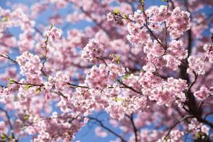 Umelecká fotografie Sweet sakura flower in springtime, somnuk krobkum, (40 x 26.7 cm)