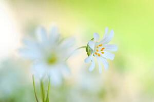 Fotografia Close-up image of the spring flowering, Jacky Parker Photography, (40 x 26.7 cm)