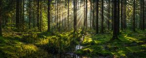 Umelecká fotografie Sunlight streaming through forest canopy illuminated, fotoVoyager, (50 x 20 cm)